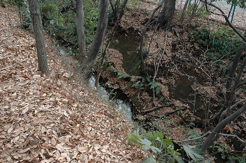 5新堀地域に残る野火止用水(清流復活後).jpg