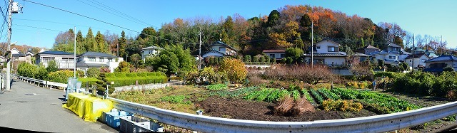 2谷ッ集落では容易に畑を増やせません_芋窪西谷ッ.jpg