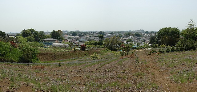 鹿島台からの武蔵野台地.jpg