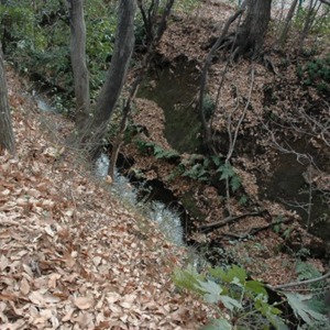 5新堀地域に残る野火止用水(清流復活後).jpg